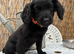 READY NOW beautiful cockapoo boys
