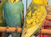Young Budgies 8 to 10 Weeks PLEASE READ AD