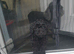 1 black toy poodle boy