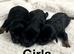 Lovely cockapoo Daxie poos now available