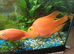 Large parrot fish