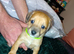 Mixed breed