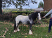 5 year old gelding cob