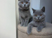 Beautiful British Shorthair kittens