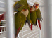 Baby conure Glasgow