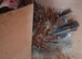 3 millefleur Pekin bantam chickens
