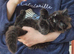 Beautiful Female Persian x Ragdoll Kitten