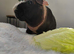 Skinny pig Boar.