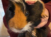 Four Guinea pigs for sale