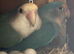 Bonded pair lovebirds