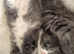 Ragdoll cross kittens