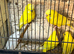Yellow pair