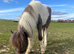 shetland for sale