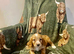️ beautiful cocker spaniel puppy’s for sale ️