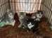 Kittens for sale