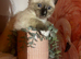 Two stunning Siamese snowshoe kittens