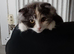 Persian x Scottish fold 6 months female