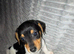Beautiful Jackk Russell puppies for sale