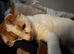 **RESERVED*** 2 year old male cat