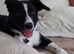 Female named Willow Border Collie cross with Kelpi