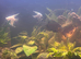 Tropical fish and tank