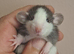 Male and Female Baby Dumbo Rats