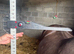3 1/2 year old Welsh C mare