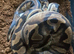 Royal python and Leopard Geckos for sale
