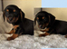 Mini dachshund cross jack puppies