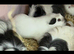 Baby guinea pigs available