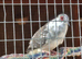 Pied Diamond Doves.