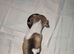 Adorable Tiny blue eyed merle shichi Puppies