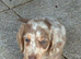 KC REG Long Haired Dachshunds