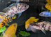 10 x Mixed Malawi Cichlids Mbuna for sale
