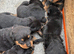 born (22/03/2026)  5 gorgeous chunky boys and  1 beautiful chunky girls are available!