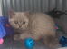 British shorthair lilac boy