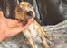 COLLIE X WHIPPET PUPPIES FOR SALE!