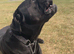 Roxy