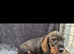 Quality WireHair Dachshund ( teckels)