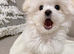 Female Shih Tzu Puppy – 10 Weeks Old
