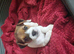 Jack russell