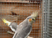 Cockatiel
