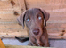 READY Siberian Husky Shepherd x Weimaraner Boys