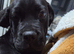 beautiful female cane corso