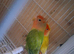 Love birds
