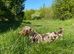 9month old Minture for rehoming