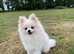 Pomeranian white male 10 months old