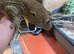 Chahoua Gecko male