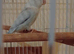 Parrotlets green & blue