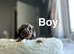Slinkey gorgeous litter of daxiepoo